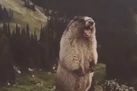 아악!" 유명 짤 주인공… 알고보니 극심한 멸종위기 : 네이버 블로그