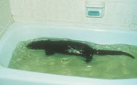 View the profiles of people named otter oscar. Oscar The Otter May June 2019 Minnesota Conservation Volunteer Minnesota Dnr