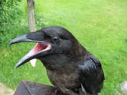 Black And White Ravens Raven Raven Black Bird Jackdaw