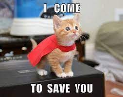 Click The Photo For More Adorable And Cute Cat Videos And Photos Cutecats Cats Kittens Catvideos Funny Animal Pictures Funny Cat Memes Cute Cats