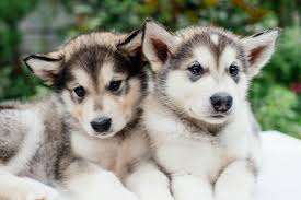 Its thick coat is usually gray and white or black and white, the colours frequently forming a caplike or masklike marking on the head. Alaskan Malamute Cena Szczeniaki Charakter Psy Pl