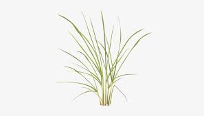 Will work for any painted style but is best for cell shading.commission info; Grasses Drawing Pampas Grass Tulip Png Image Transparent Png Free Download On Seekpng