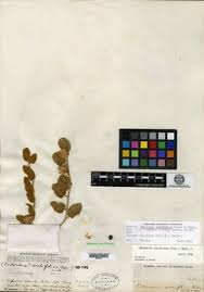 Image result for Bonamia mossambicensis