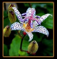 20 de animale ocrotite de lege. Japanese Toad Lily Plante Si Animale Ocrotite De Lege Ioana1997