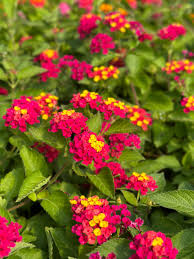 Image result for Lantana