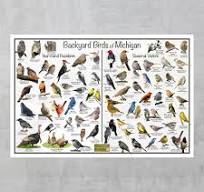 Backyard Birds of Michigan – Bird Identification Chart (Year-Round &  Seasonal Visitors)