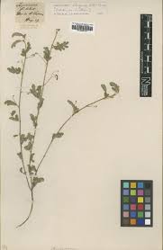 Image result for Aeschynomene heurckeana