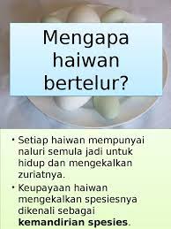 Apanya yang becek dan seret si, aku masi terus bersandiwara. Presentation 1 Haiwan Bertelur