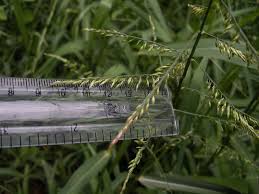 Image result for Eriochloa procera
