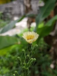 Image result for Lactuca indica