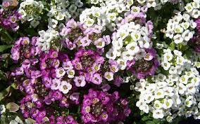 Pin On Language Of Flowers