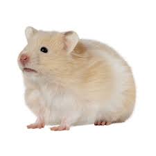 If you have a hamster with long hair, why not let it inspire you. Long Haired Hamster Small Pet Hamsters Guinea Pigs More Petsmart