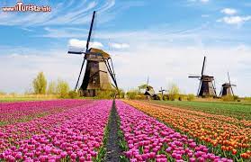 Se vieni in olanda in primavera puoi visitare il keukenhof e ammirare la meravigliosa fioritura dei tulipani olandesi e degli altri fiori che rendono famosa l'olanda. La Fioritura Dei Tulipani In Olanda Dove E Il Periodo Per Ammirarla