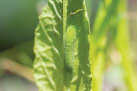 Image result for Tephrosia lurida