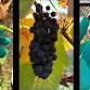 Year 13 Science: Viticulture and Wine-making (31st event image