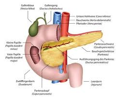 Image result for pancreas)