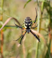 Rest of cast listed alphabetically: Araneae An Overview Sciencedirect Topics