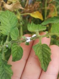 Green aphids are also common on hibiscus plants. Tiny Black Flies On Tomato Plants Cromalinsupport