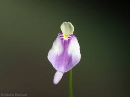 Image result for Utricularia arenaria