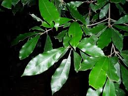 Image result for Englerophytum natalense