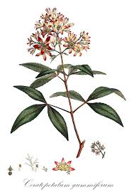 Image result for Cunoniaceae