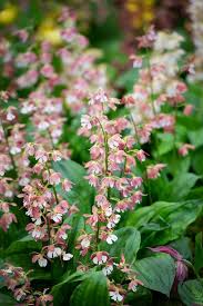 Image result for Calanthe
