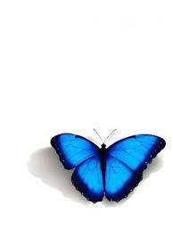 Animated Gifs Butterflies Part 6 Butterfly Gif Butterfly Pictures Blue Butterfly Wallpaper