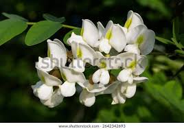 Image result for Acacia erioloba