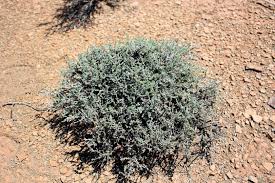 Image result for Plinthus karooicus