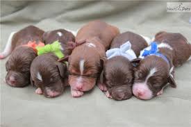 Continuing the tradition of fine hunting dogs. Pin On Brittnay Dogs