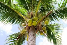 close up of coconut palm tree stock photo picture and royalty free image image 10298561 close up of coconut palm tree