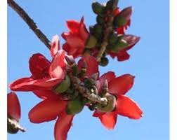 Image result for Bombax