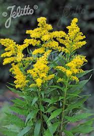 Solidago Canadensis Golden Baby Portion S Perennials Canadensis Sun Perennials