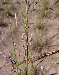 Image result for Leptochloa coerulescens