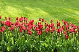 Kostenloses Bild Auf Pixabay Tulpen Blute Bunte Blumen