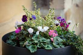 Similar in style to my black urns, this is a nice pop of color while still staying natural. How To Protect Potted Plants In Winter Hgtv