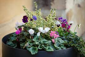 4 what potting mix should i plant the tomatoes in? How To Protect Potted Plants In Winter Hgtv