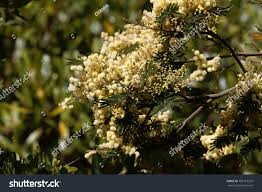 Image result for Acacia abyssinica