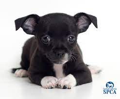 50 Most Adorable Black Chihuahua Dog Photos And Images