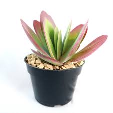 Image result for kalanchoe thyrsiflora