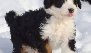 It is the cross of bernese mountain dog and standard poodle. Bernedoodle Dog Pros And Cons Bernese Mountain Dog Poodle Mix