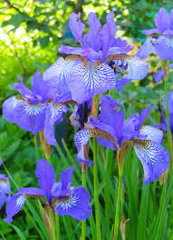 Pin On Photos Of Flowers