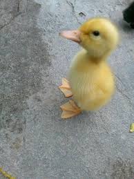 Black And Yellow Duckling Pin By Clarice Mason On Cute Animals Cute Ducklings Duck And Ducklings Animals Beautiful