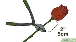 Magical, meaningful items you can't find anywhere else. 3 Ways To Grow Black Roses Wikihow