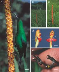 Image result for Disa satyriopsis