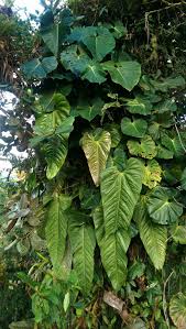 Philodendron Melanorvia At The Top And Anthurium Effusispathum At The Bottom Occur At 1600m Tropical Garden Plant Leaves Anthurium
