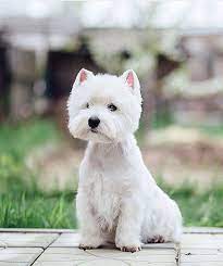 westie dogs westie puppies westie terrier