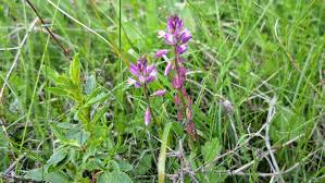 Image result for Polygala sphenoptera