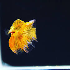 Solid Yellow Halfmoon Betta Yellowbettas Bettaspawns Competitionbettas Singaporebettas Plantedtanks Aquarium Bettasplendid Betta Fish Pet Betta Pets