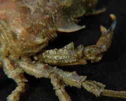 Image result for Dignathia gracilis